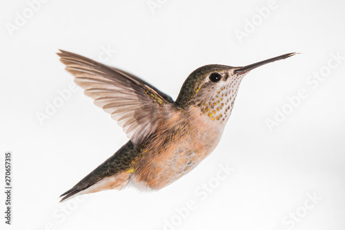 Broad Tailed Hummingbird in Flight