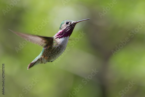 Calliope Hummingbird in Flight