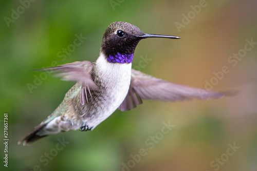 Black Chinned Hummingbird in Flight