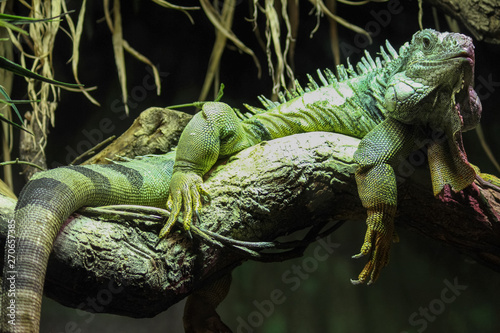 Green iguana resting on a branch