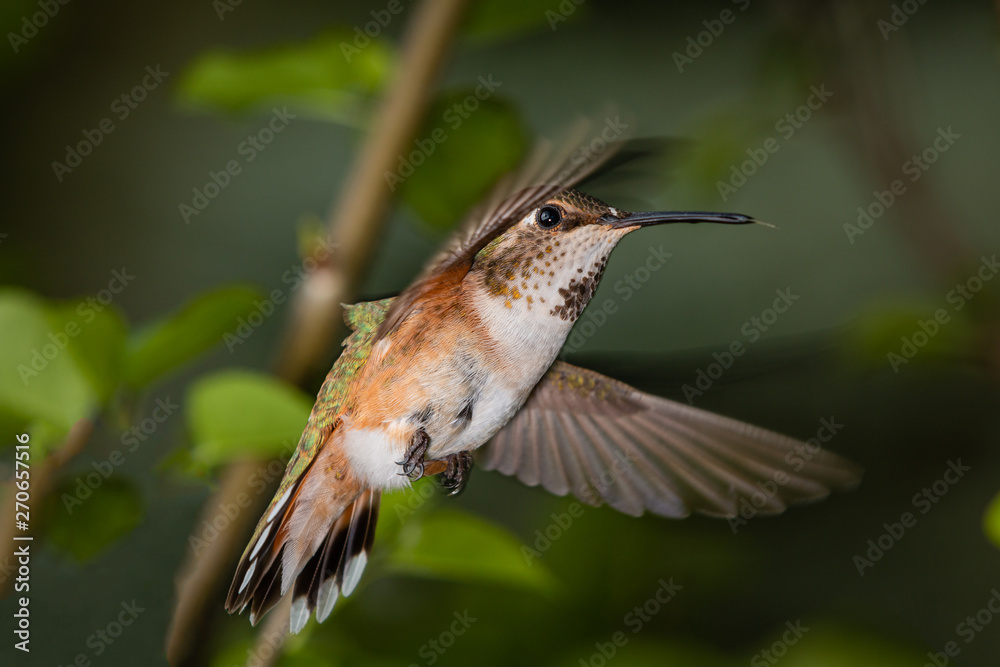 Fototapeta premium Broad Tailed Hummingbird in Flight
