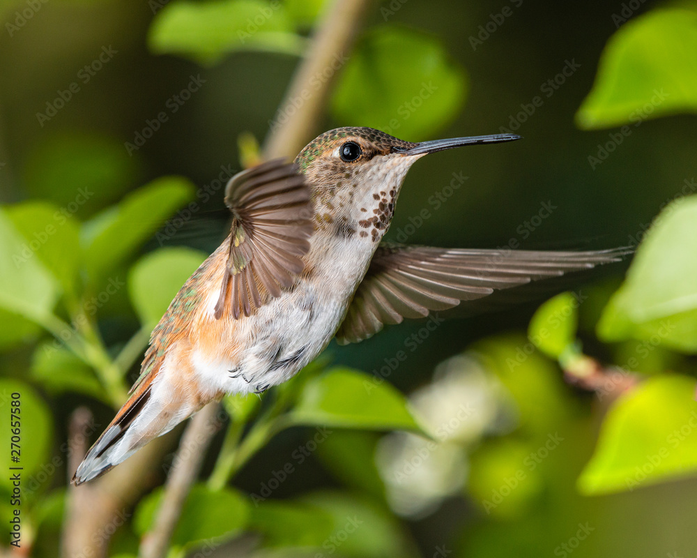 Fototapeta premium Broad Tailed Hummingbird in Flight