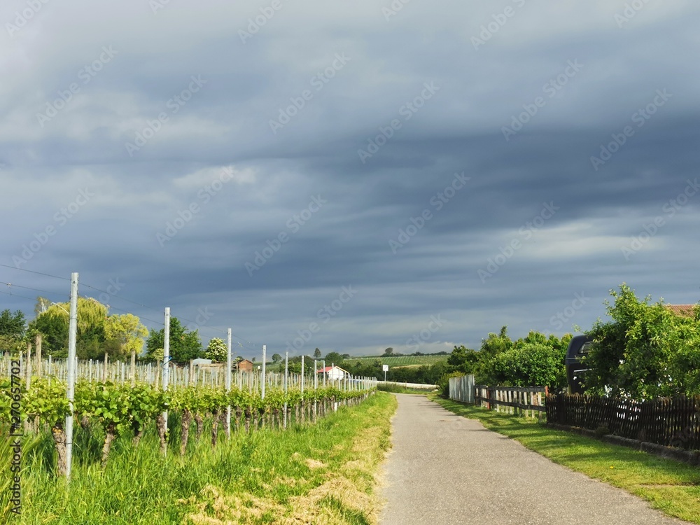 Obraz premium black forest vineyard spring tour