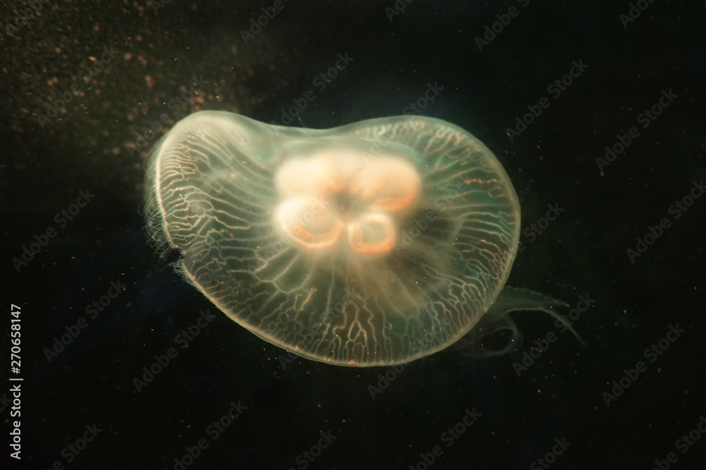 Jellyfish swimming in water Jellyfish swimming in water