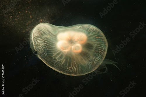 Jellyfish swimming in water