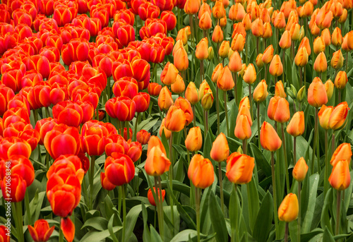 Red and orange tulip spring flowers