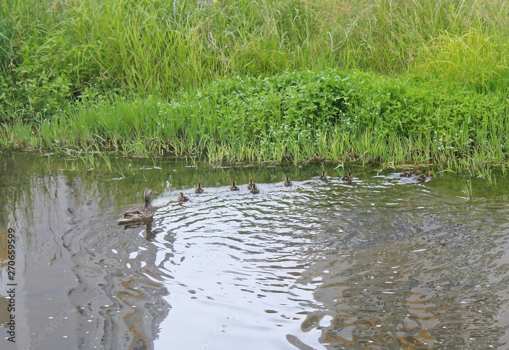 Fototapeta premium 팔거천에 오리