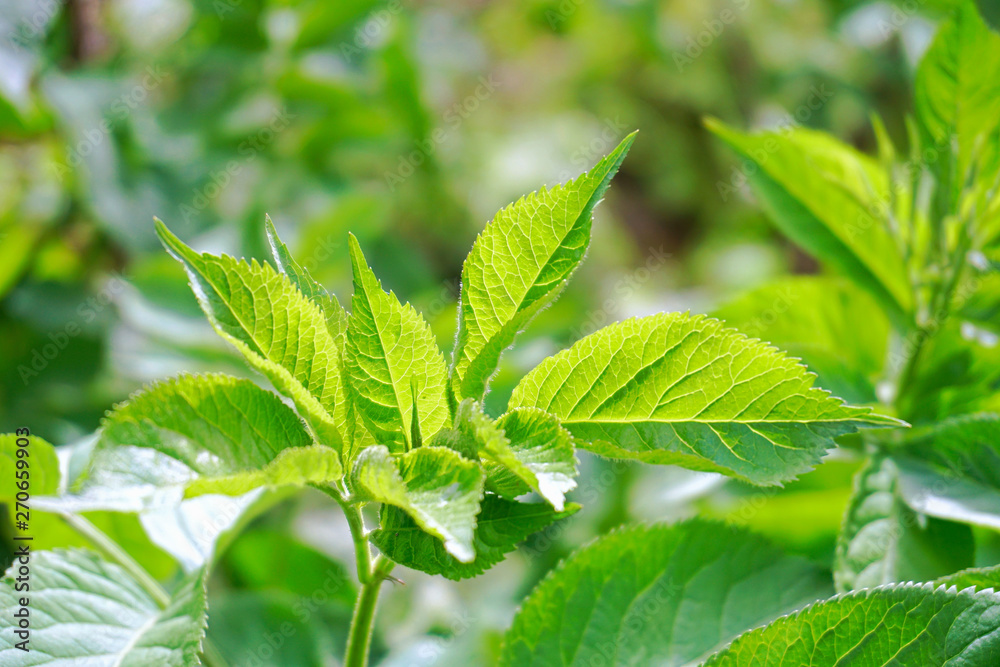 Green Leaf Green Leaf