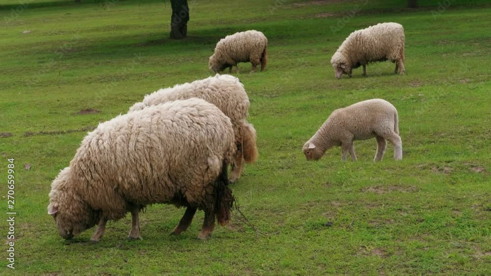 White dirty sheep and lambs grazing and going by green pasture at spring day. Flock of young sheep grazed grass. Herd of sheep on field. Livestock agriculture on dairy farm. Domestic animals graze White dirty sheep and lambs grazing and going by green pasture at spring day. Flock of young sheep grazed grass. Herd of sheep on field. Livestock agriculture on dairy farm. Domestic animals graze