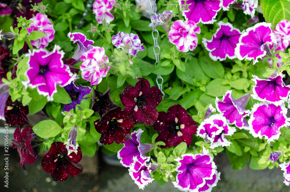 many flowers different colors in summer many flowers different colors in summer