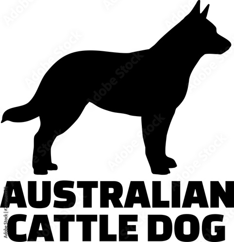 Australian Cattle Dog