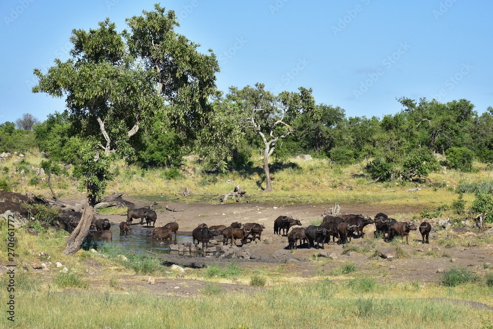 Fototapeta premium herd of buffaloes near waterhoíle in african landscape