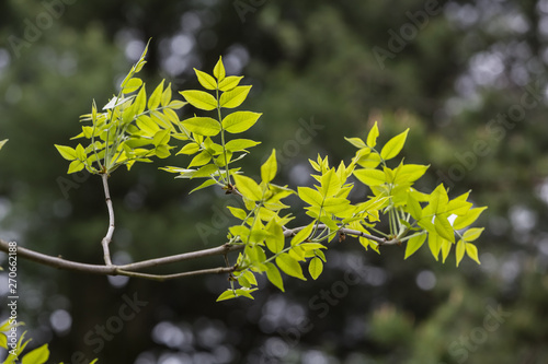 Type of a part of a tree, branch with green leaves during updating of a crown fresh foliage