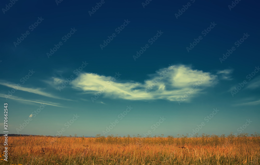 The journey fall landscape on the background of yellow grass and blue sky. white cloud on blue sky