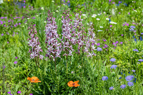 Blumenwiese mit Diptam - Dictamnus albus
