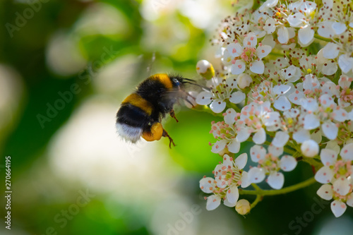 Flying bumblebee near flowers