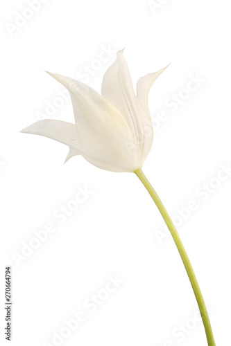 White tulip isolated on white background