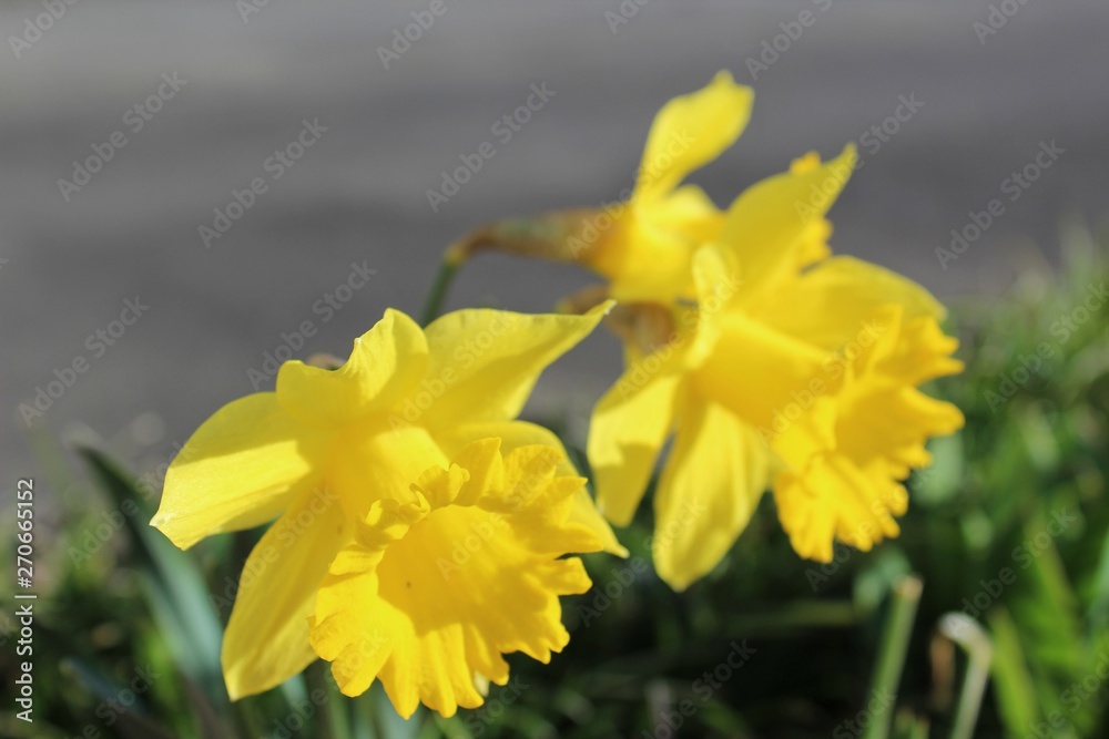 Obraz premium Daffodils bloom in the spring sunshine