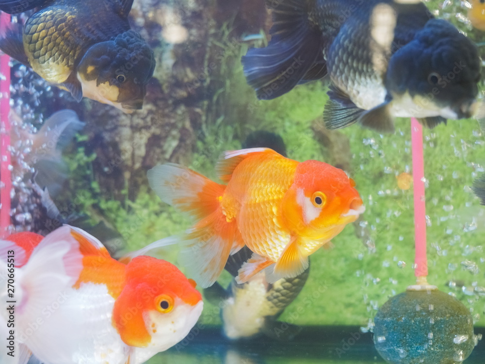 9700 Koleksi Mas Koki Fish Aquarium Gratis Terbaru