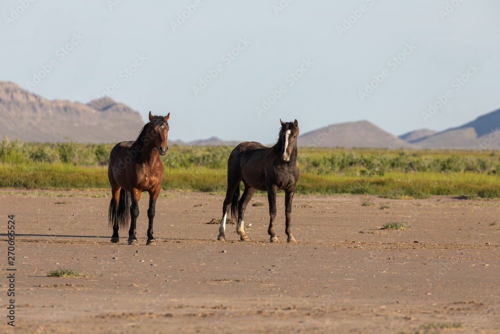Naklejka premium Wild Horses in Spring in the Utah Desert