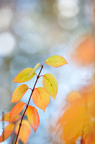 Siberian dogwood (Cornus alba) leaves in autumn colors. Selective focus and shallow depth of field.