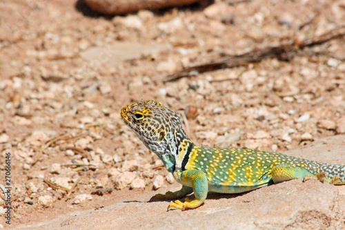 Eastern Collared lizard, Arizona