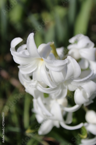 Close up on white hyacinth 