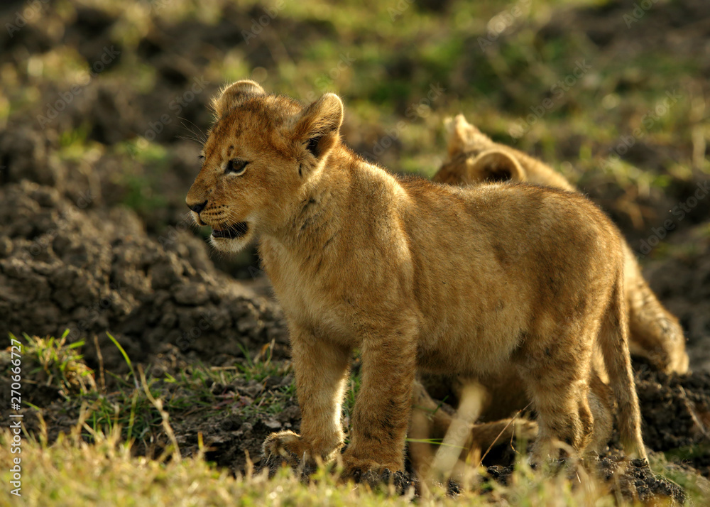 Lion cubs playing in Savannah in the evening hours at Masai Mara, Kenya Lion cubs playing in Savannah in the evening hours at Masai Mara, Kenya