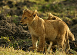 Lion cubs playing in Savannah in the evening hours at Masai Mara, Kenya