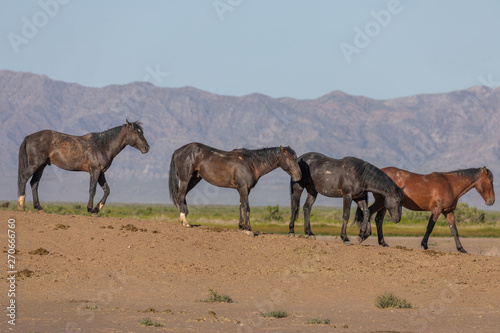 Wild Horses in Spring in the Utah Desert