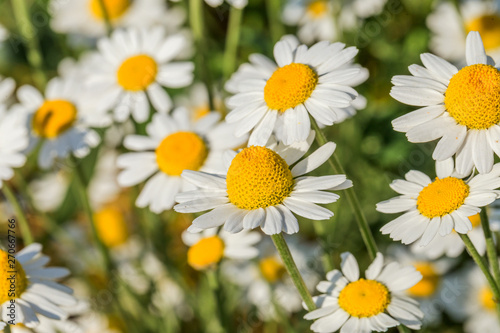 Bloom. Chamomile. Blooming chamomile field  chamomile flowers on  meadow in summer  selective focus  blur. Beautiful nature scene with blooming medical daisies on sun day. Beautiful meadow background