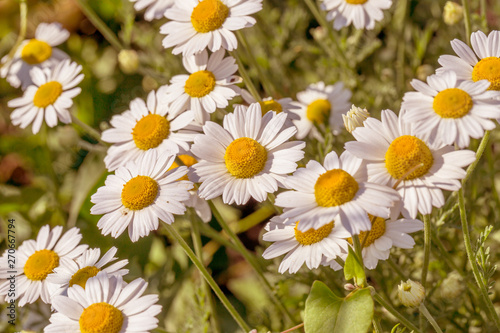 Bloom. Chamomile. Blooming chamomile field  chamomile flowers on  meadow in summer  selective focus  blur. Beautiful nature scene with blooming medical daisies on sun day. Beautiful meadow background