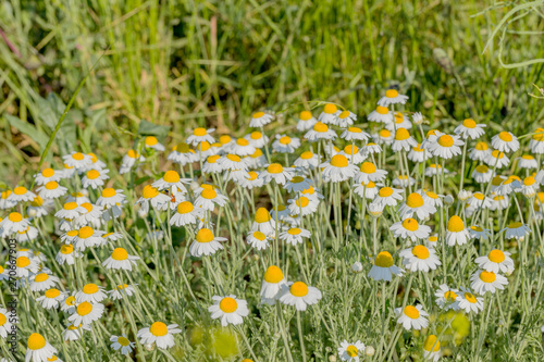 Bloom. Chamomile. Blooming chamomile field  chamomile flowers on  meadow in summer  selective focus  blur. Beautiful nature scene with blooming medical daisies on sun day. Beautiful meadow background