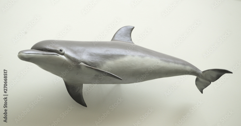 dolphin isolated on white background dolphin isolated on white background