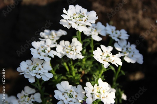 Fototapeta Naklejka Na Ścianę i Meble -  Small white flowers bloom in early spring
