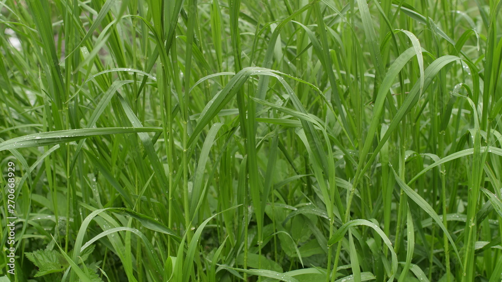 Obraz premium green grass with water drops