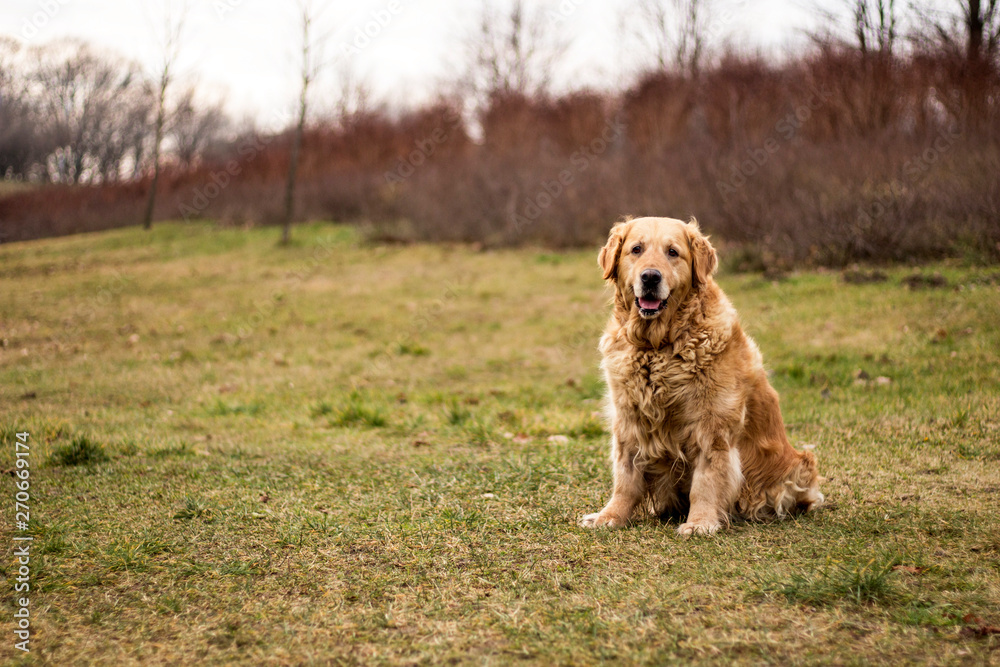 old happy golden retriever dog