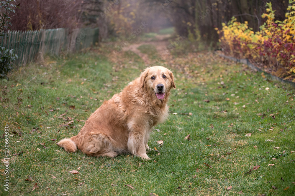 old happy golden retriever dog