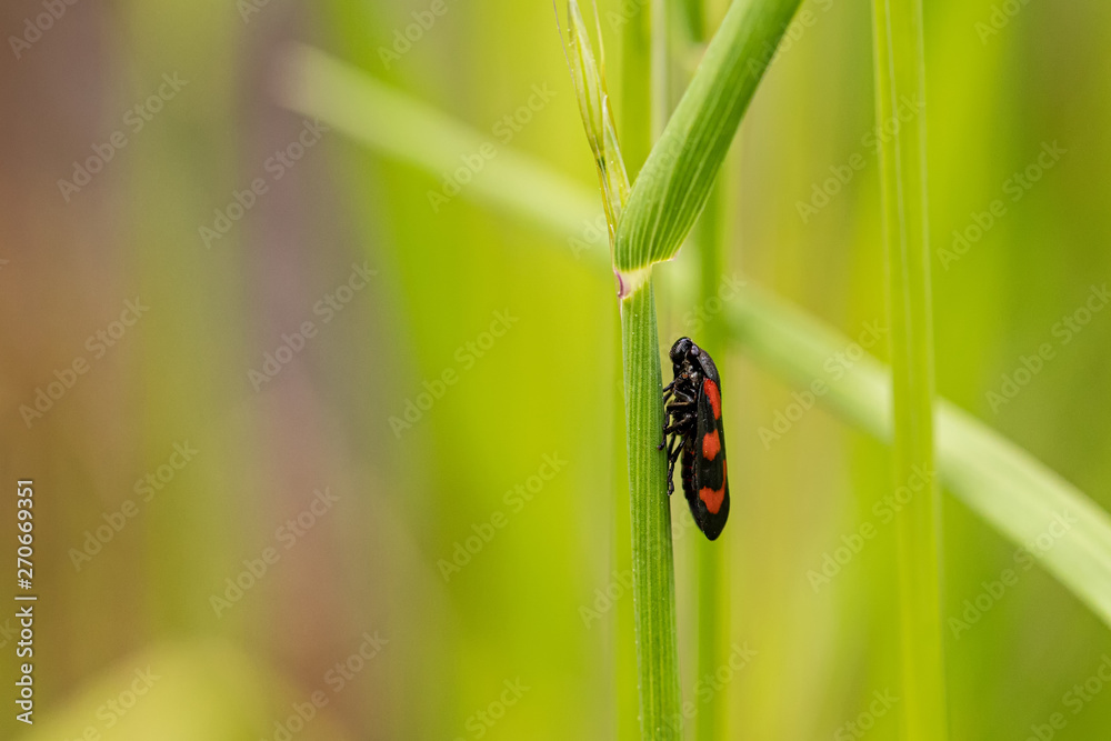 Fototapeta premium Nature