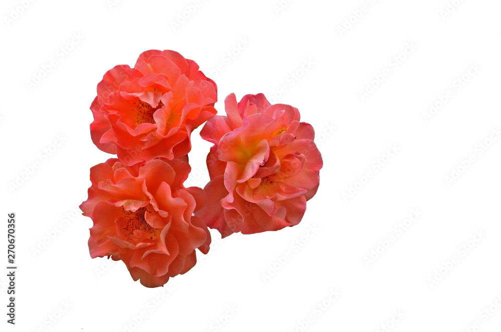 Three coral roses on a white background. Space for text Three coral roses on a white background. Space for text