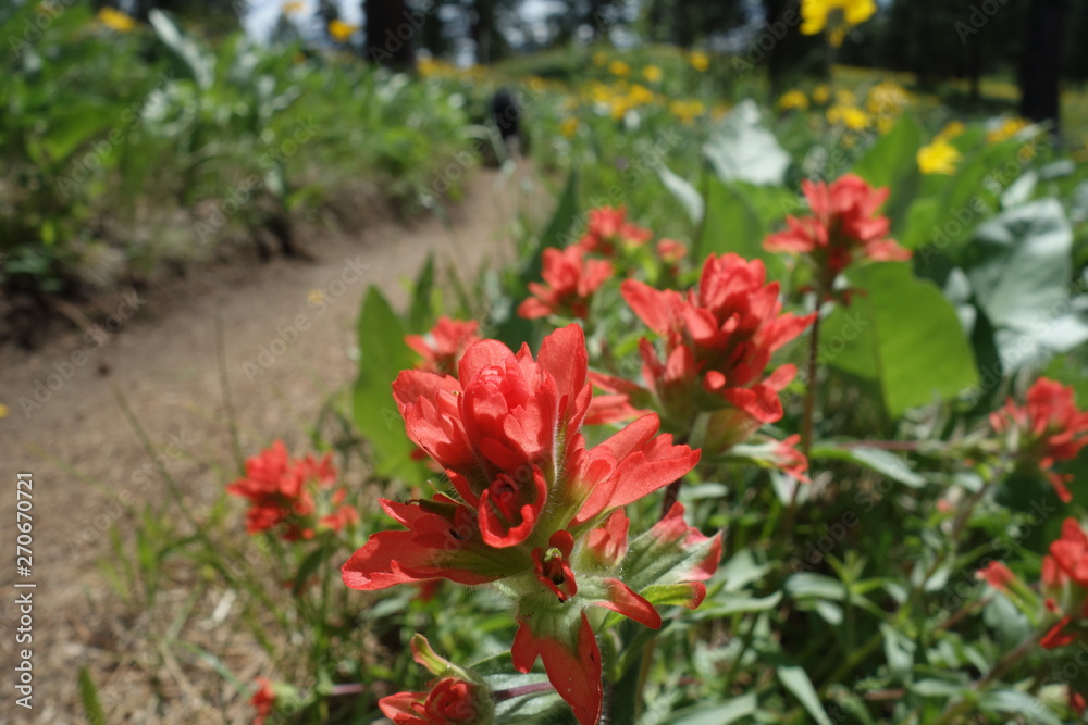 Landscapes of the Pacific Northwest