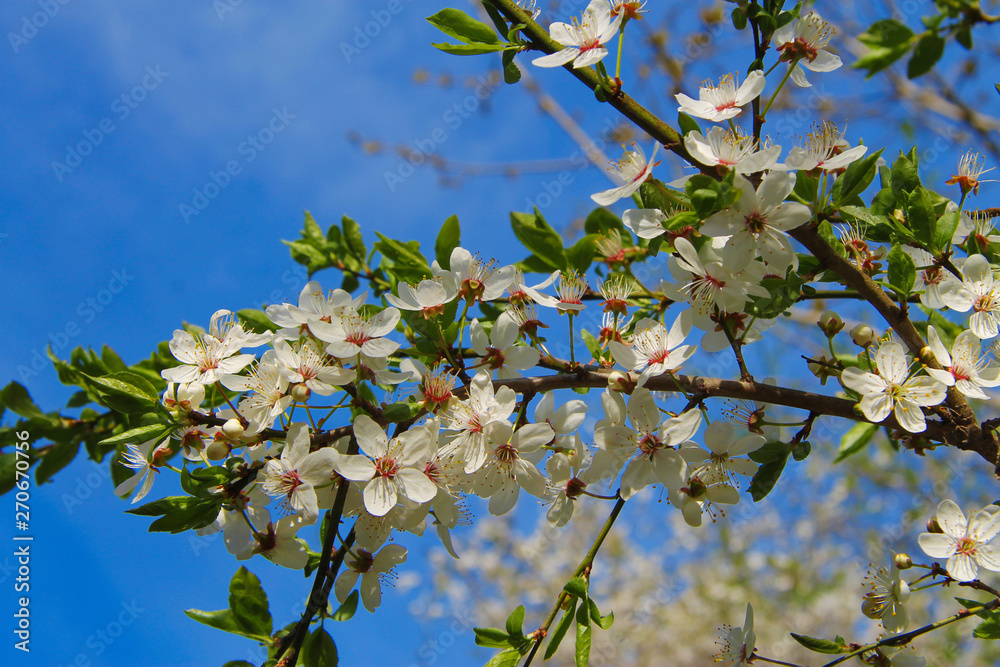 White flowers blossoming on the branch of wild tree