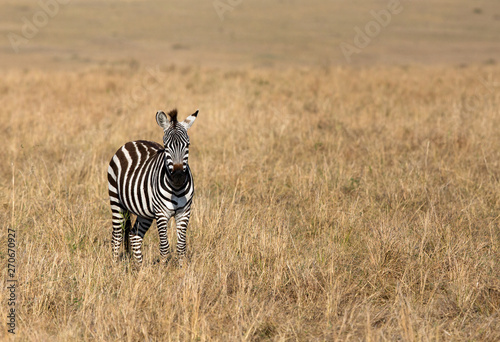 Zebra in the Savannah  Masai Mara