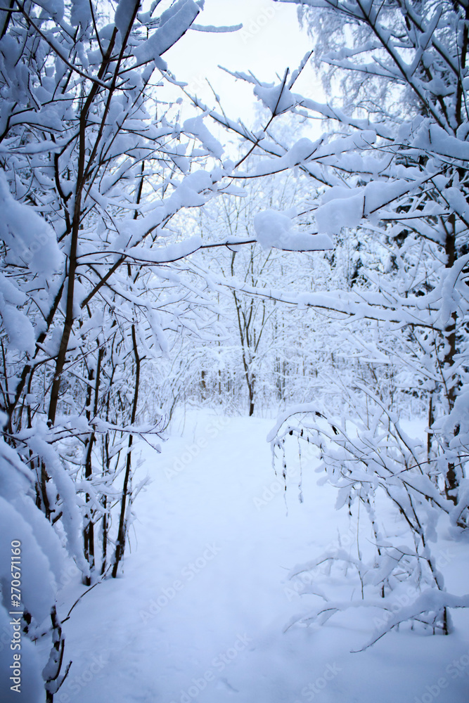 snowscape snowscape