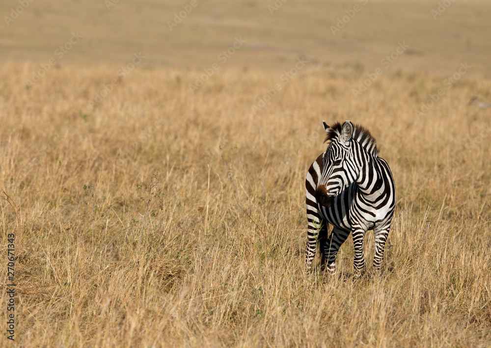 Obraz premium Zebra in the Savannah, Masai Mara