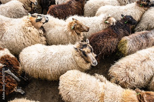 Light and dark colored sheep together in a sheepfold