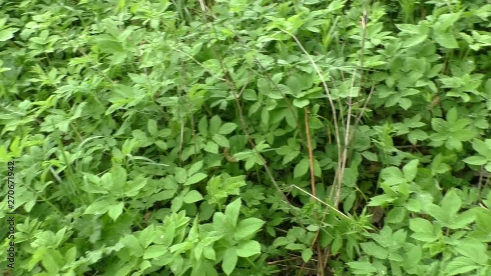 Overview in the movement of wild forest vegetation. Background grass overgrown.
