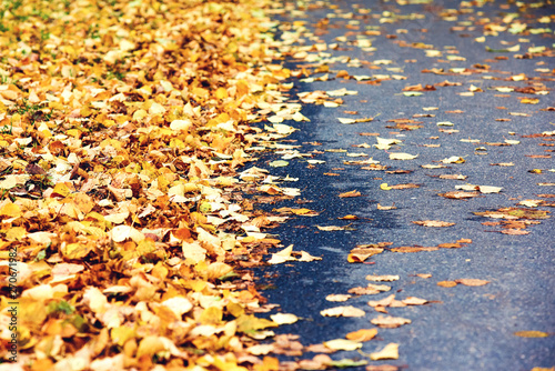 Crispy fallen autumn leaves in the park. Colorful photo.