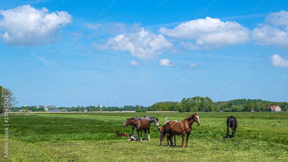 Horses with foals in a green polder meadow near Rotterdam, the Netherlands