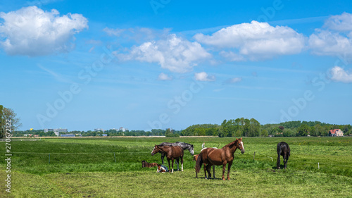 Fototapeta Naklejka Na Ścianę i Meble -  Horses with foals in a green polder meadow near Rotterdam, the Netherlands